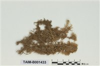 藏品(喙葉泥炭苔)的圖片